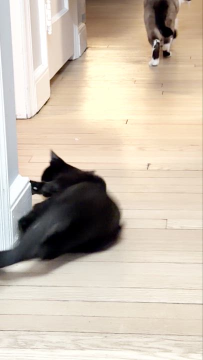 Enlarge Berry, Tiny Tornado and Certified Miracle, a ADOPTABLE Domestic Short Hair in West Haven, CT video 3/6