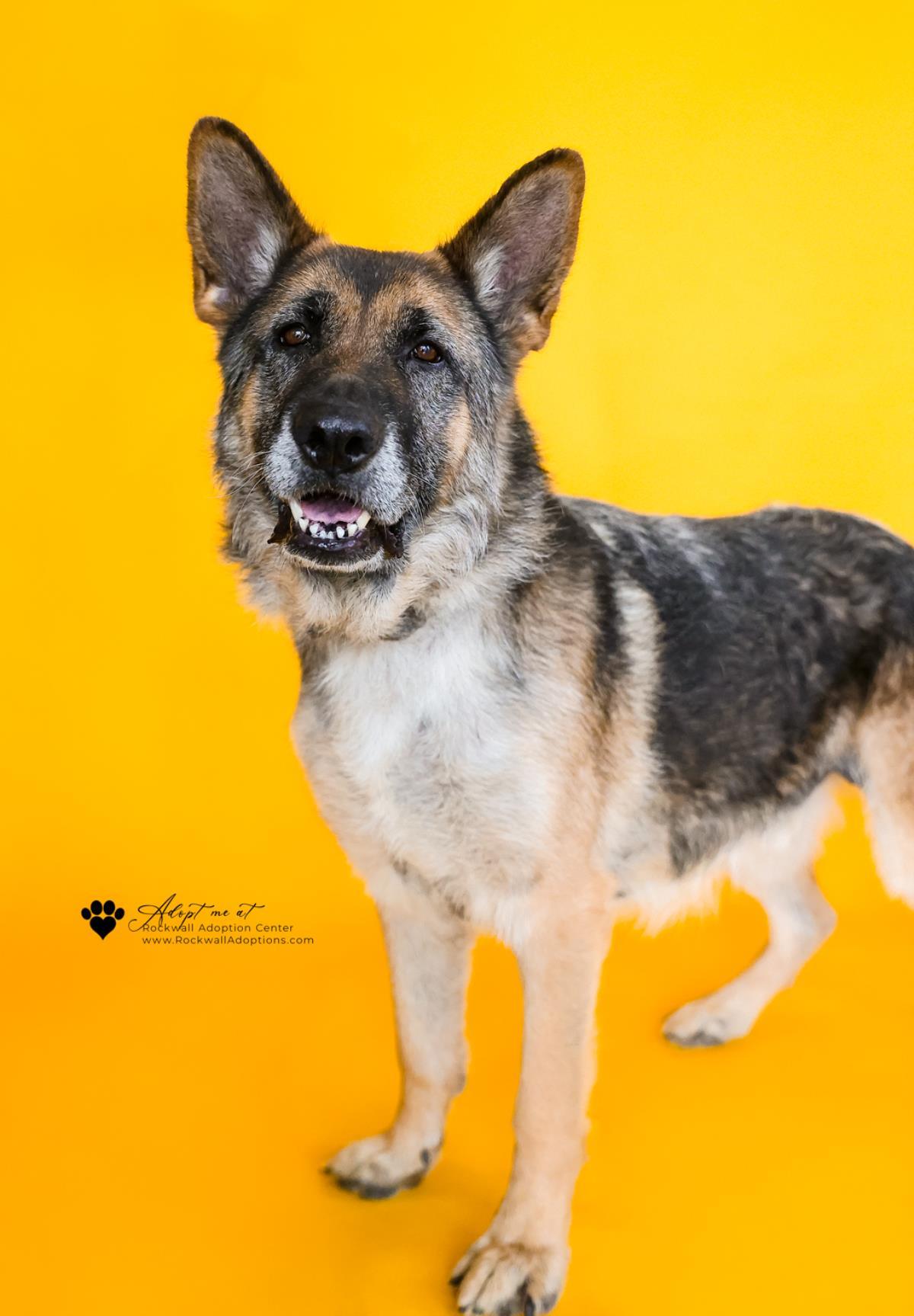 Miyagi, a Adoptable German Shepherd Dog in Rockwall, TX image 1/3
