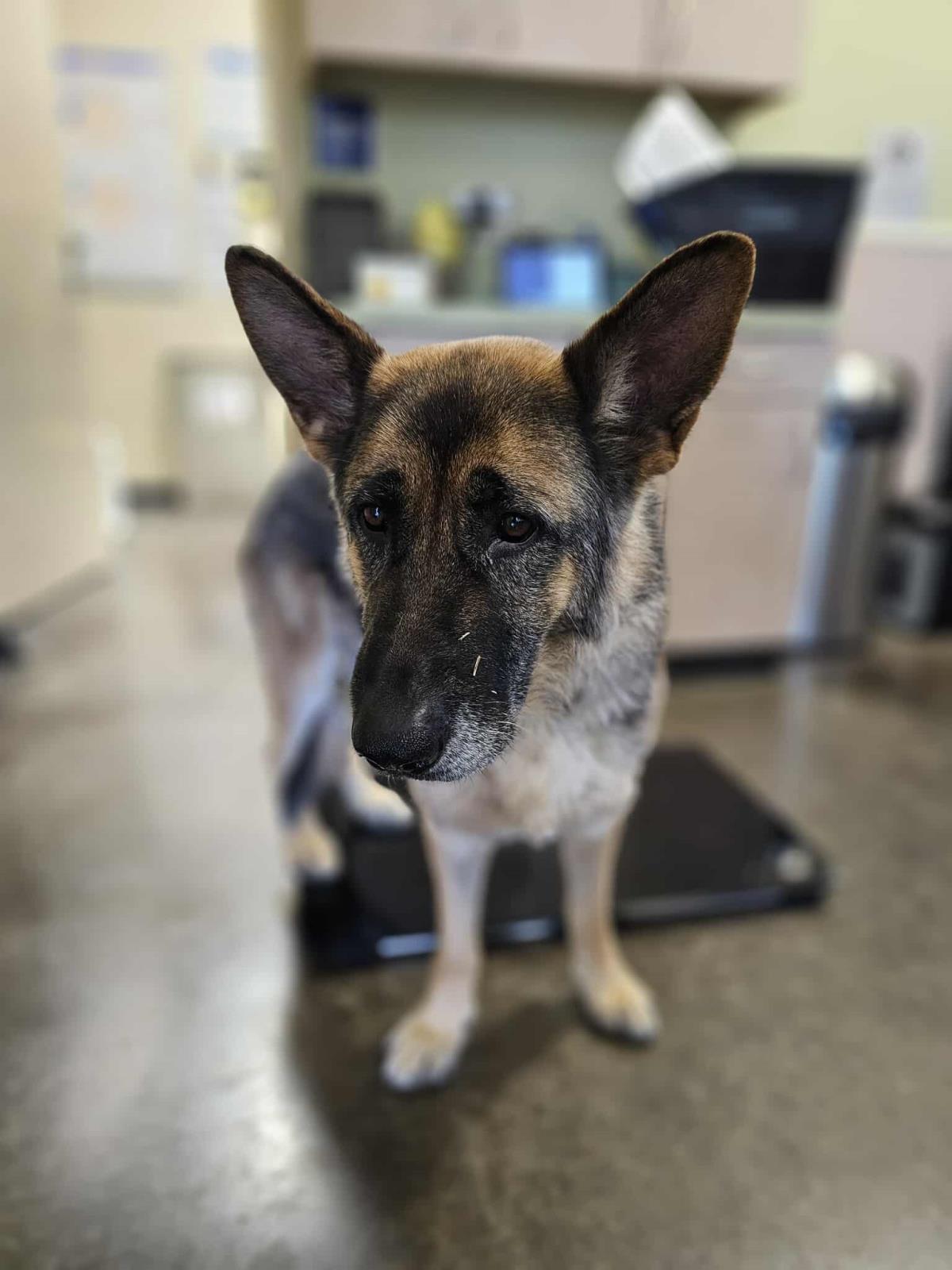 Miyagi, a Adoptable German Shepherd Dog in Rockwall, TX image 2/3