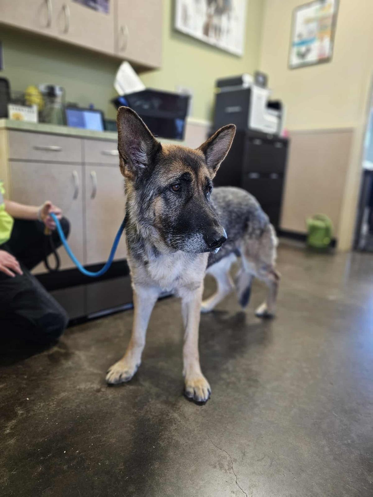 Miyagi, a Adoptable German Shepherd Dog in Rockwall, TX image 3/3