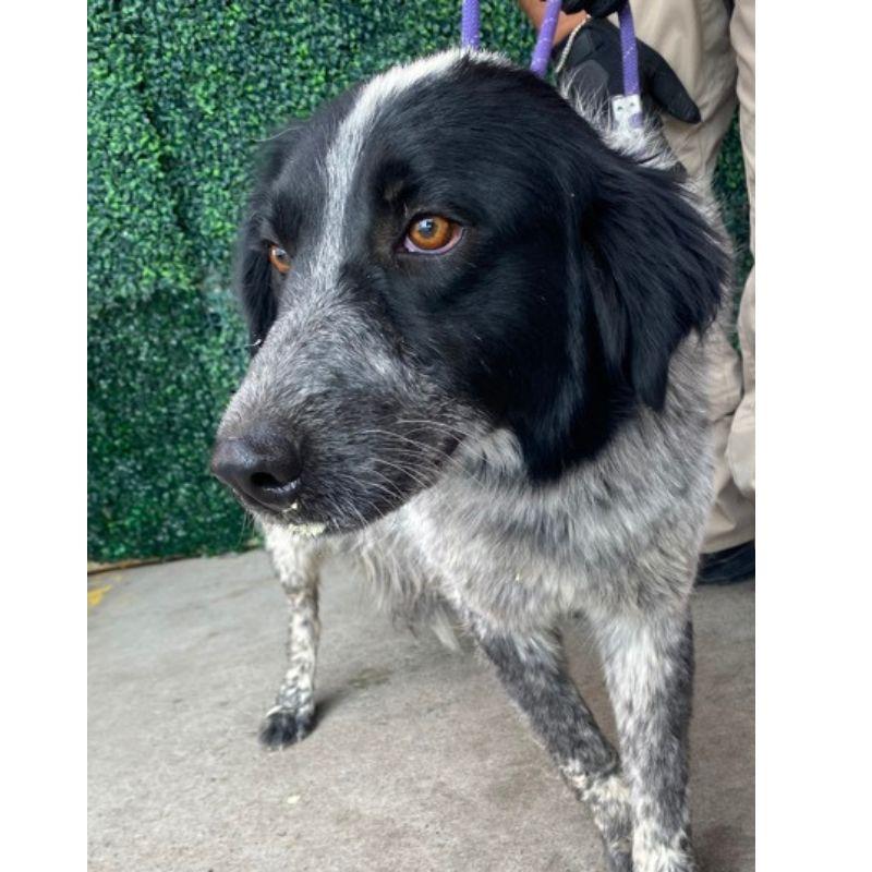 Enlarge Oyster, a ADOPTABLE mixed breed in Jackson, WY image 2/2