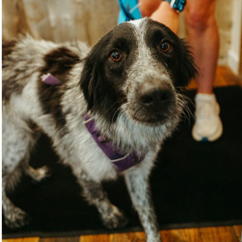 Oyster, ADOPTABLE, Adult Female Australian Cattle Dog / Blue Heeler.