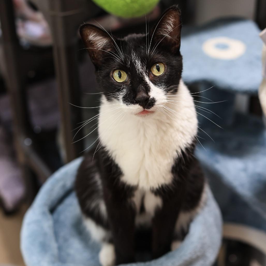 Orson — thumbnail 2