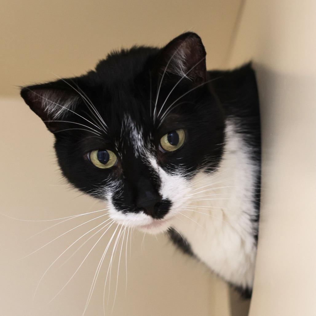 Orson — thumbnail 3