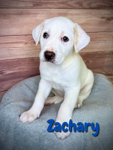 Zachary, adopted, Puppy Male Great Pyrenees.