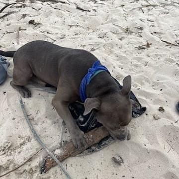 Fidel, Adoptable, Adult Male Pit Bull Terrier.