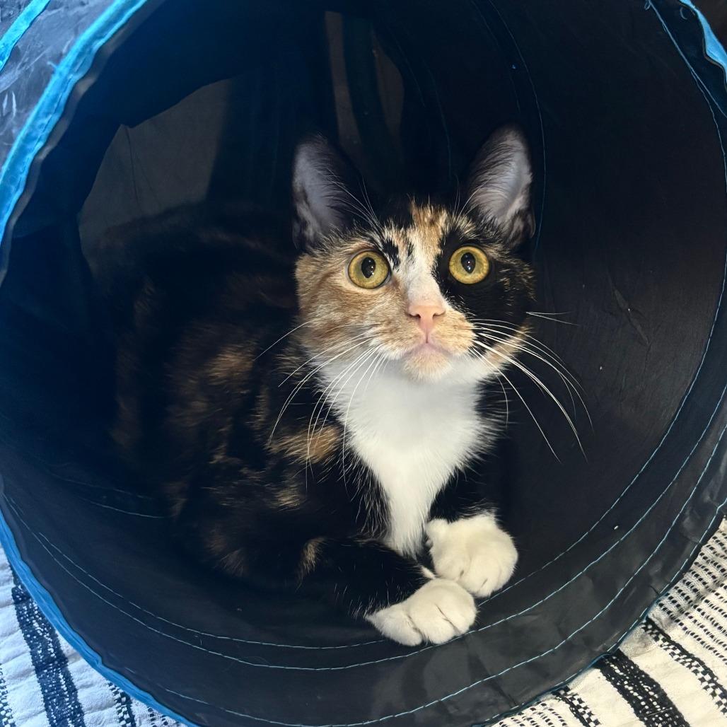 Ollie, Adoptable, Young Female Domestic Short Hair.
