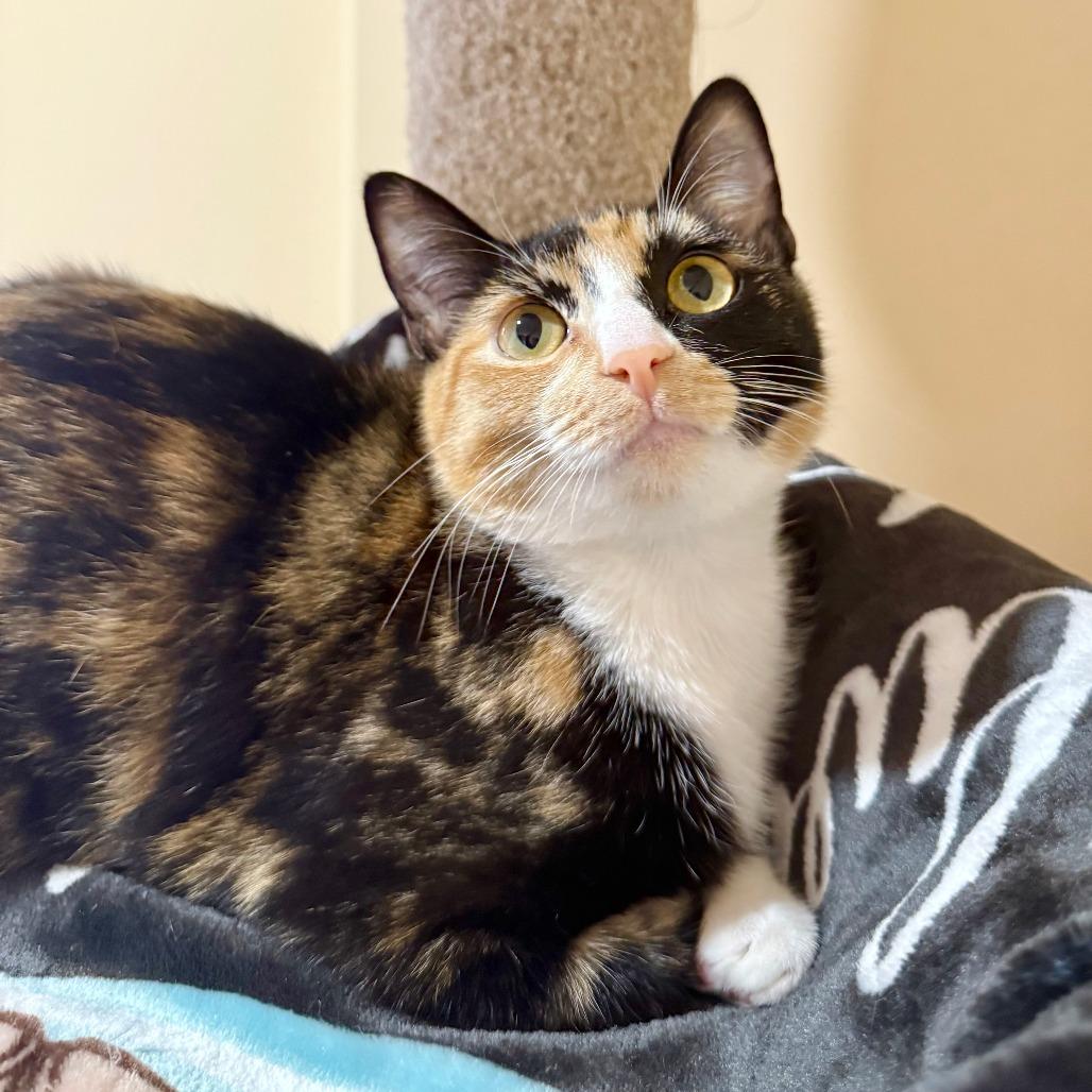 Enlarge Ollie, a Adoptable Domestic Short Hair in Agoura Hills, CA image 2/6