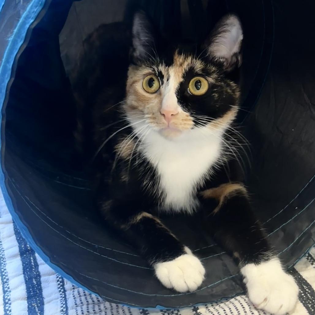 Enlarge Ollie, a Adoptable Domestic Short Hair in Agoura Hills, CA image 3/6