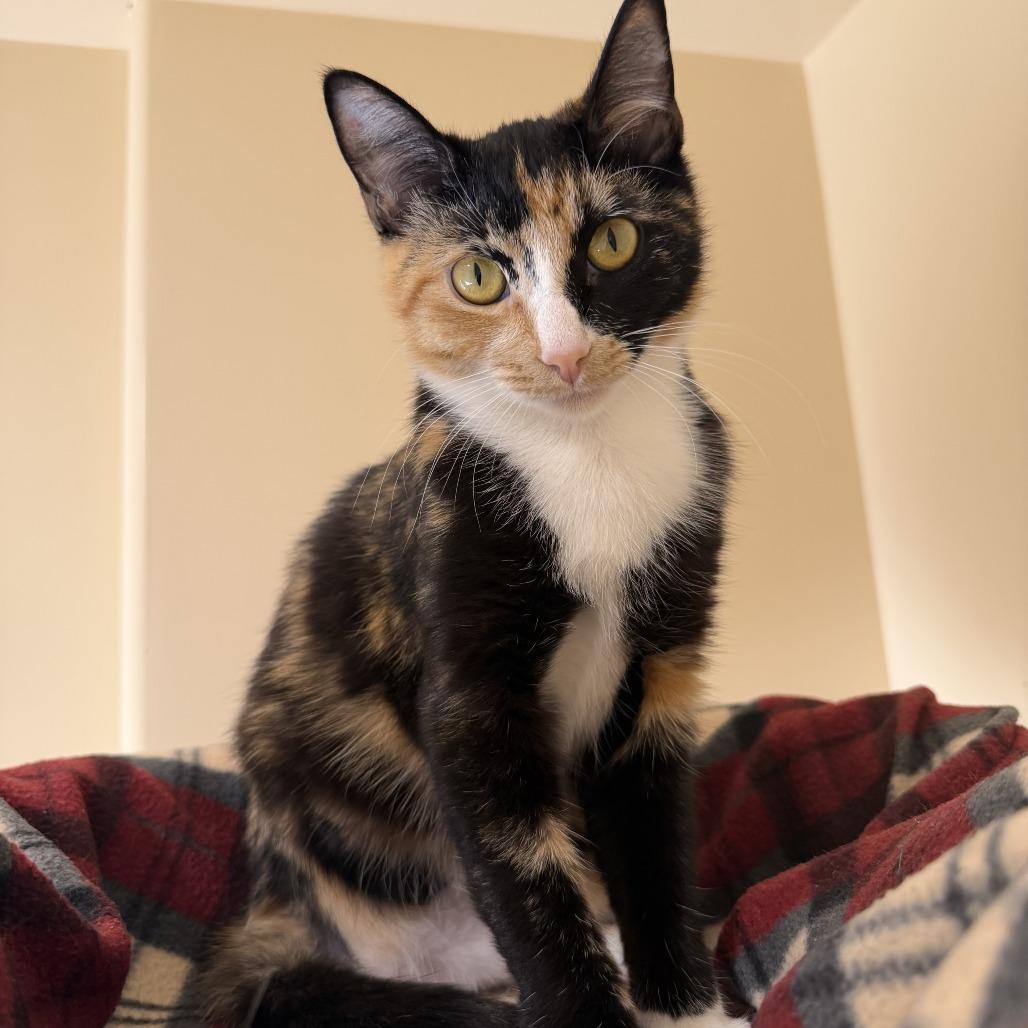 Enlarge Ollie, a Adoptable Domestic Short Hair in Agoura Hills, CA image 4/6