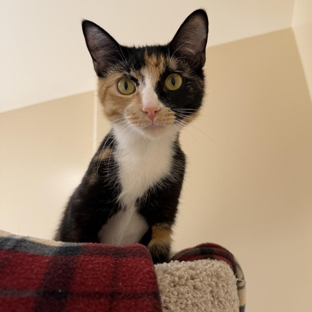 Enlarge Ollie, a Adoptable Domestic Short Hair in Agoura Hills, CA image 5/6
