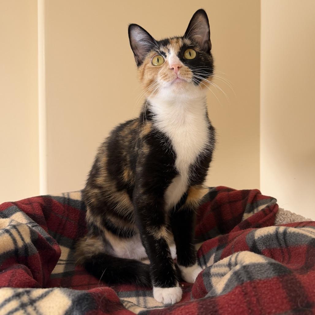 Enlarge Ollie, a Adoptable Domestic Short Hair in Agoura Hills, CA image 6/6