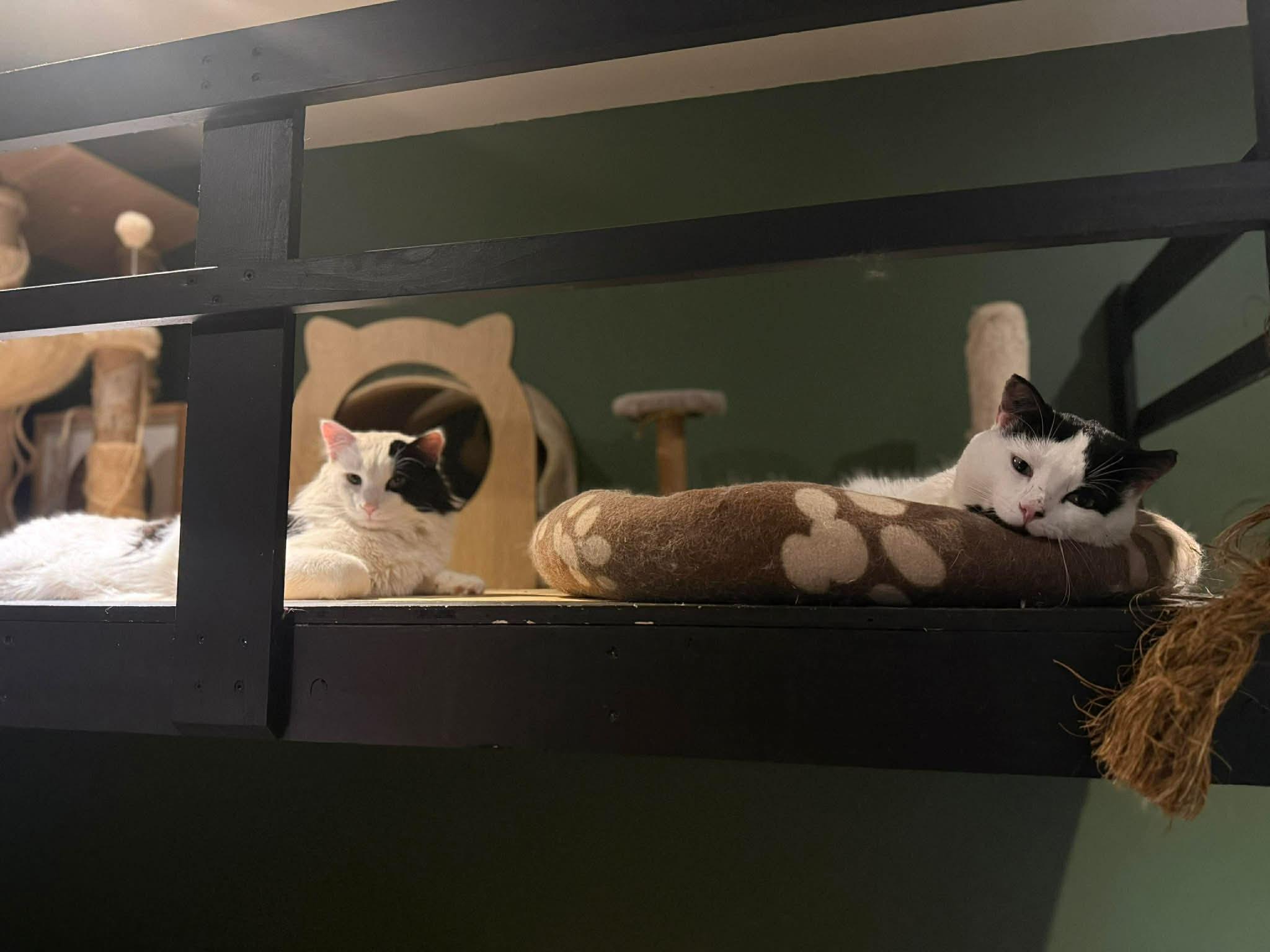 Enlarge Zami, a ADOPTABLE Domestic Long Hair in Winnipeg, MB image 3/4