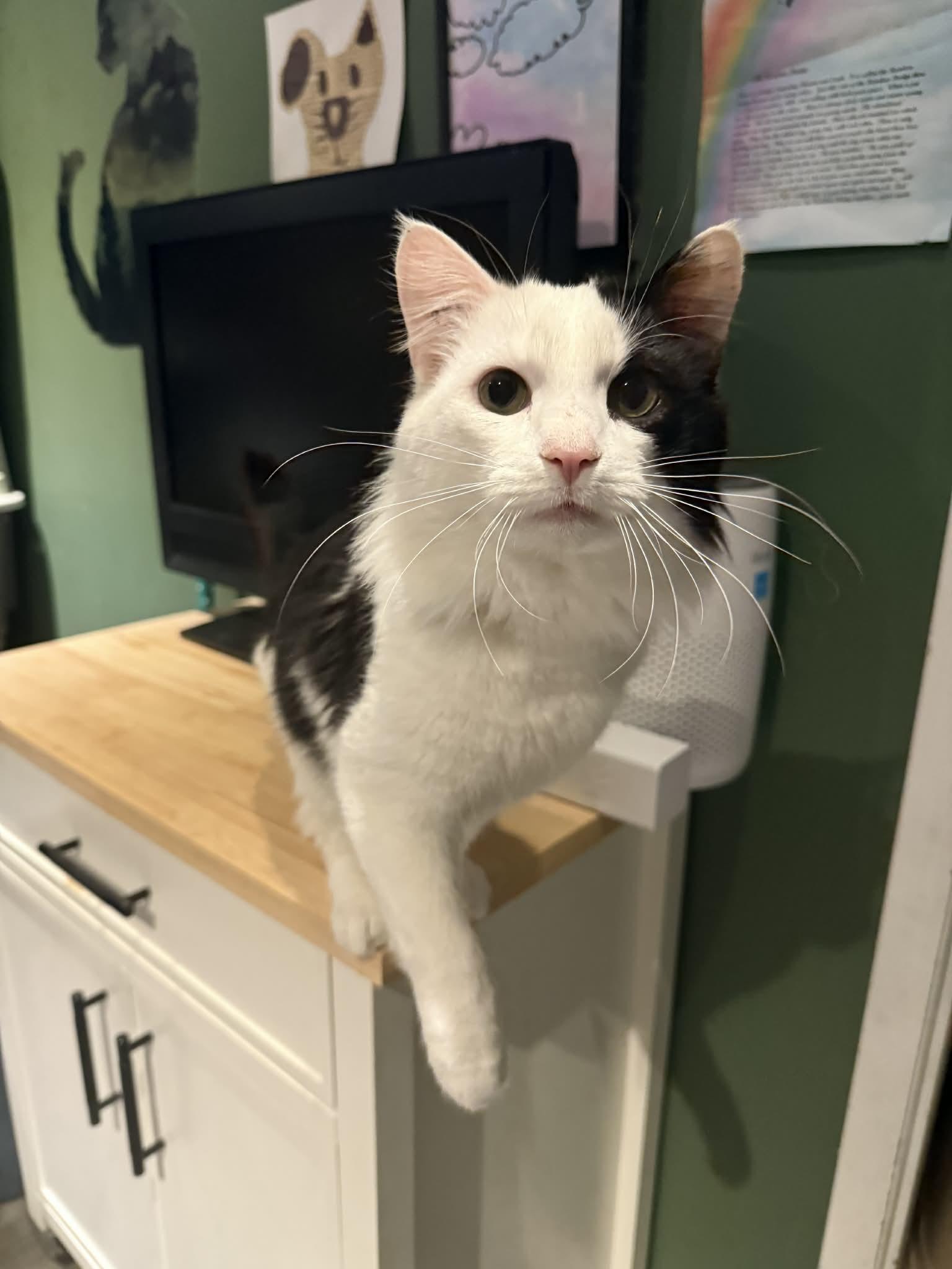 Enlarge Zami, a ADOPTABLE Domestic Long Hair in Winnipeg, MB image 1/4