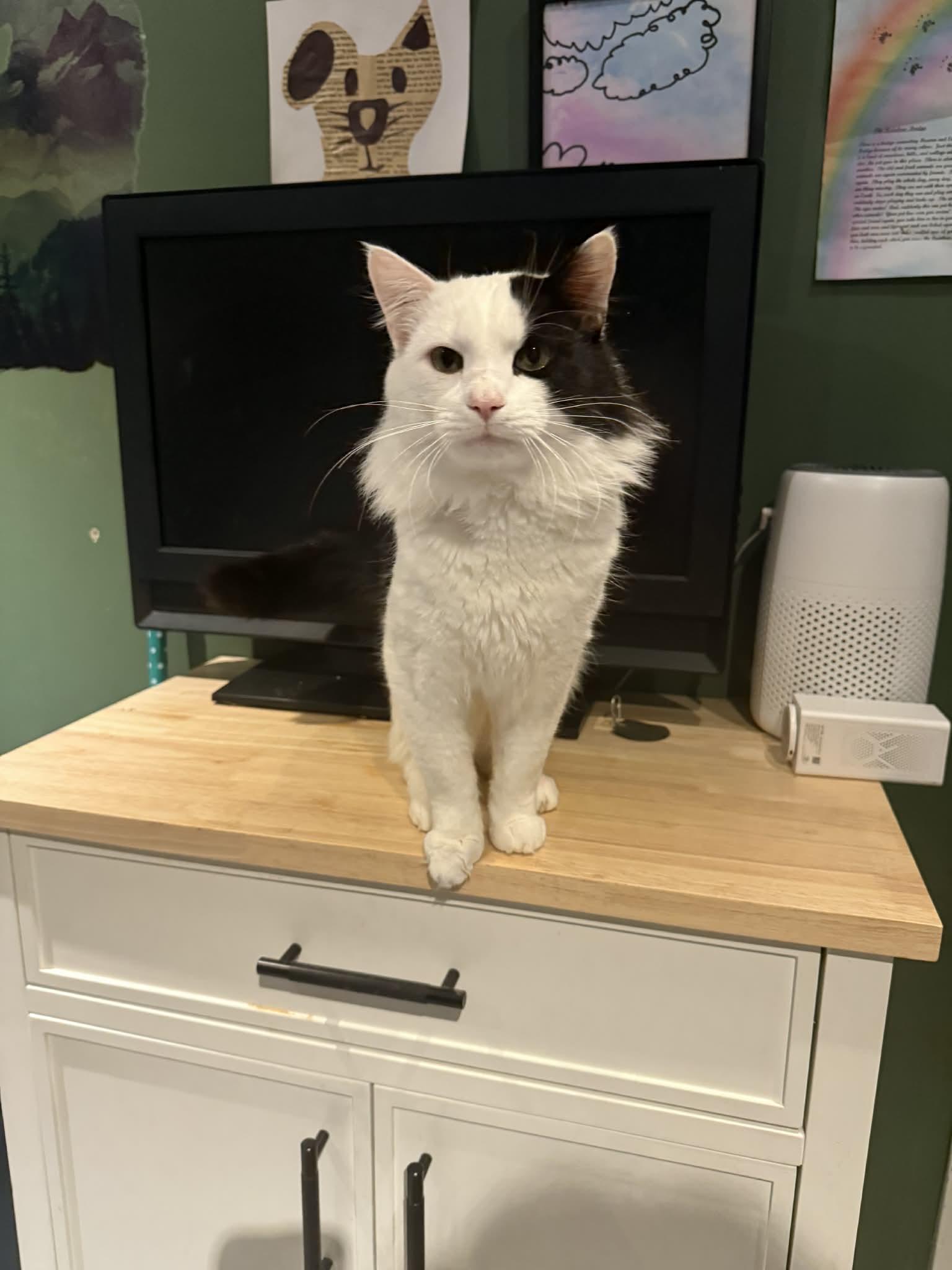 Enlarge Zami, a ADOPTABLE Domestic Long Hair in Winnipeg, MB image 2/4