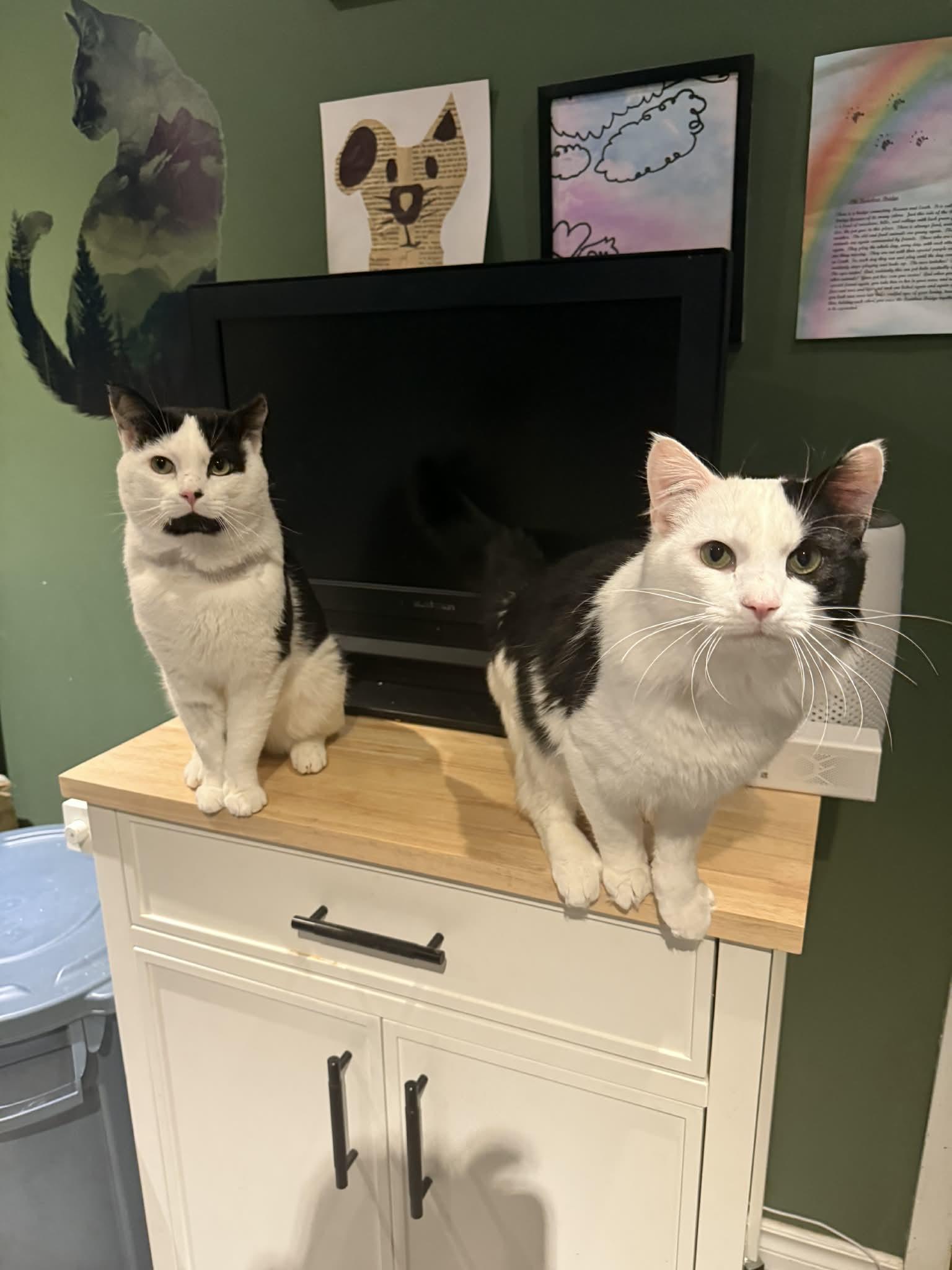 Enlarge Zami, a ADOPTABLE Domestic Long Hair in Winnipeg, MB image 4/4