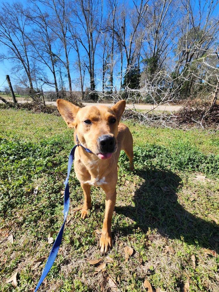 Enlarge Butterscotch, a Adoptable Cattle Dog in Troy, AL image 1/3