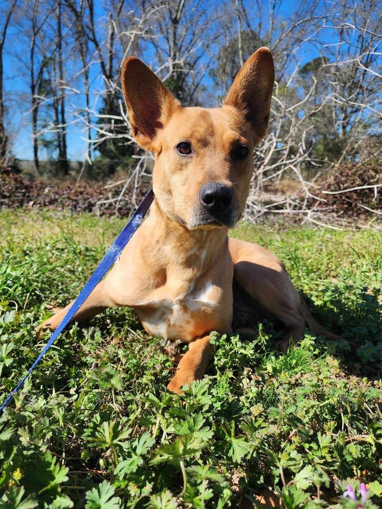 Enlarge Butterscotch, a Adoptable Cattle Dog in Troy, AL image 2/3