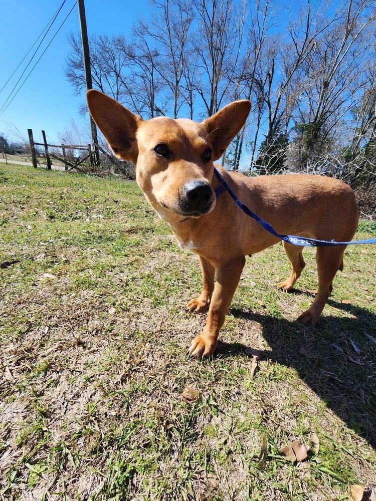 Butterscotch, Adoptable, Adult Female Cattle Dog.