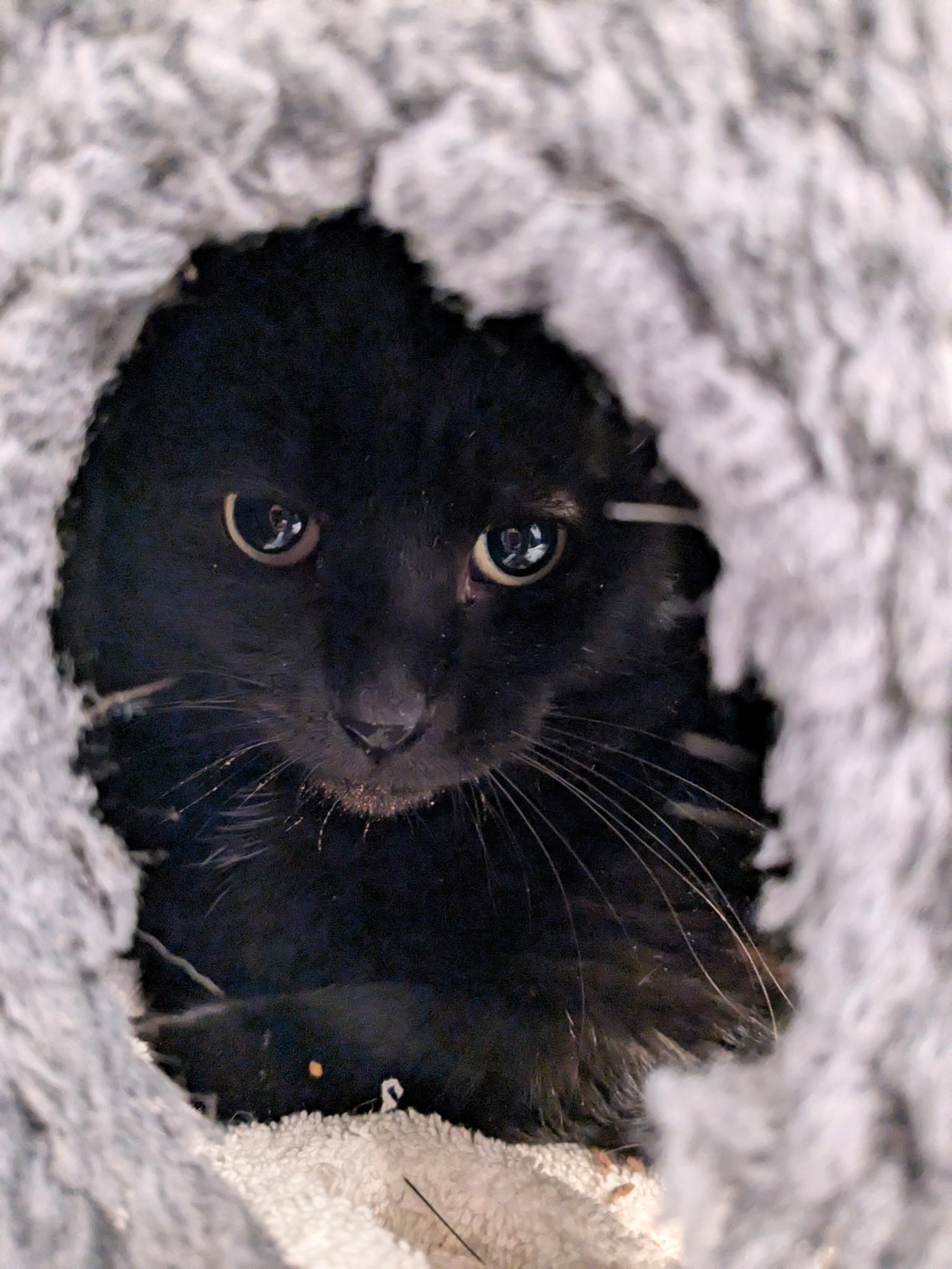 Pepper, Young Male Domestic Short Hair