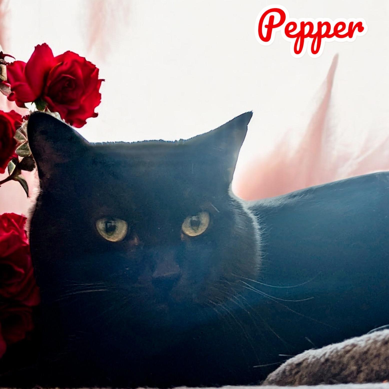 Enlarge Pepper, a Adoptable Domestic Short Hair in Woodbridge, VA image 2/3
