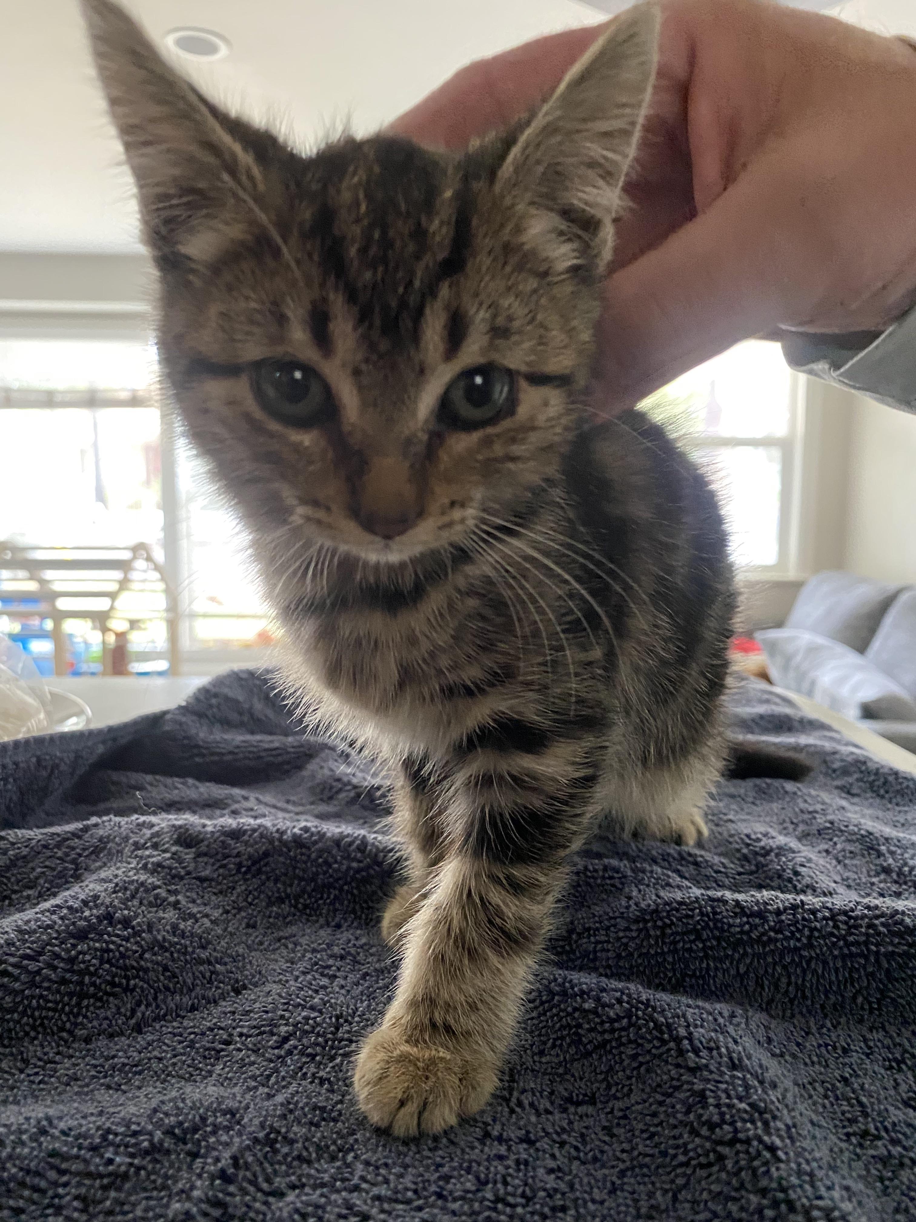 Azusa, adopted, Kitten Female Tabby.