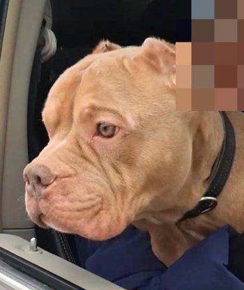 Enlarge Francis, a ADOPTABLE mixed breed in Bedford Hills, NY image 4/6