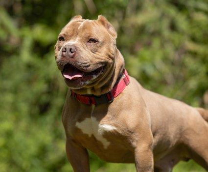 Enlarge Francis, a Adopted mixed breed in Bedford Hills, NY image 4/6