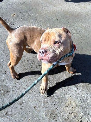 Enlarge Francis, a ADOPTABLE mixed breed in Bedford Hills, NY image 3/6