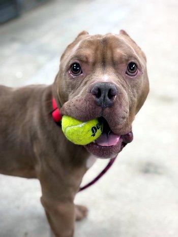 Francis, ADOPTABLE, Puppy Male American Bully.