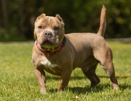 Francis, Adopted, Puppy Male American Bully.