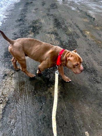 Enlarge Francis, a ADOPTABLE mixed breed in Bedford Hills, NY image 6/6