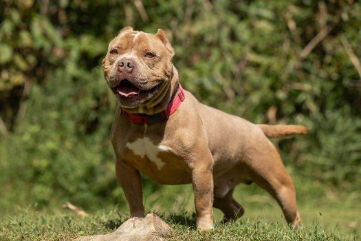 Enlarge Francis, a Adopted mixed breed in Bedford Hills, NY image 5/6