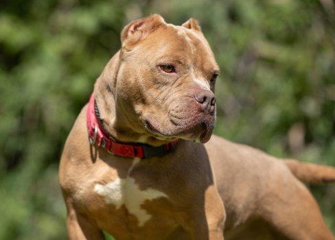 Enlarge Francis, a Adopted mixed breed in Bedford Hills, NY image 3/6