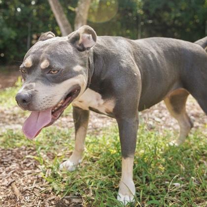 Enlarge Shera, a Adoptable mixed breed in Largo, FL image 1/3
