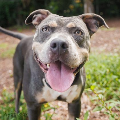 Enlarge Shera, a Adoptable mixed breed in Largo, FL image 2/3