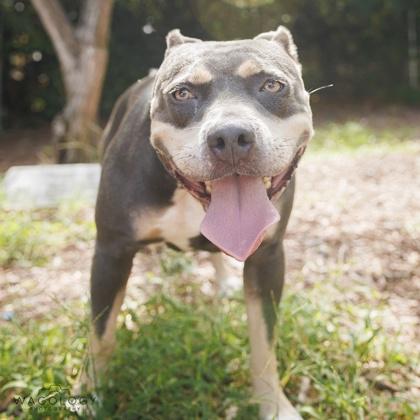 Enlarge Shera, a Adoptable mixed breed in Largo, FL image 3/3