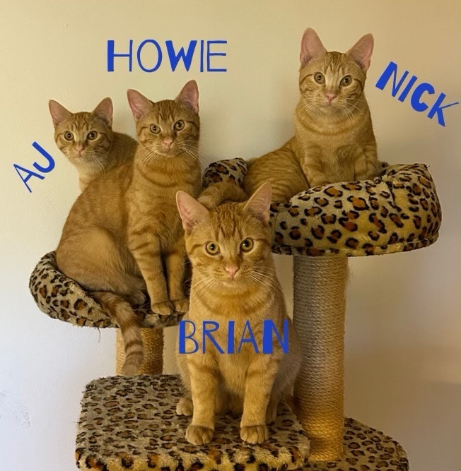 Howie, Adopted, Young Male Domestic Short Hair.