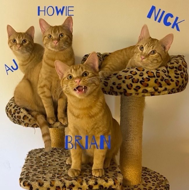 Howie, a Adopted Domestic Short Hair in Jacksonville, TX image 2/3