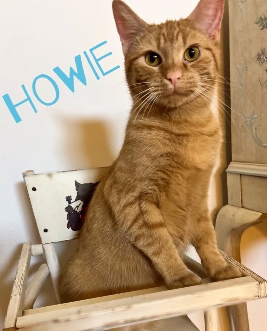 Howie, a Adopted Domestic Short Hair in Jacksonville, TX image 3/3