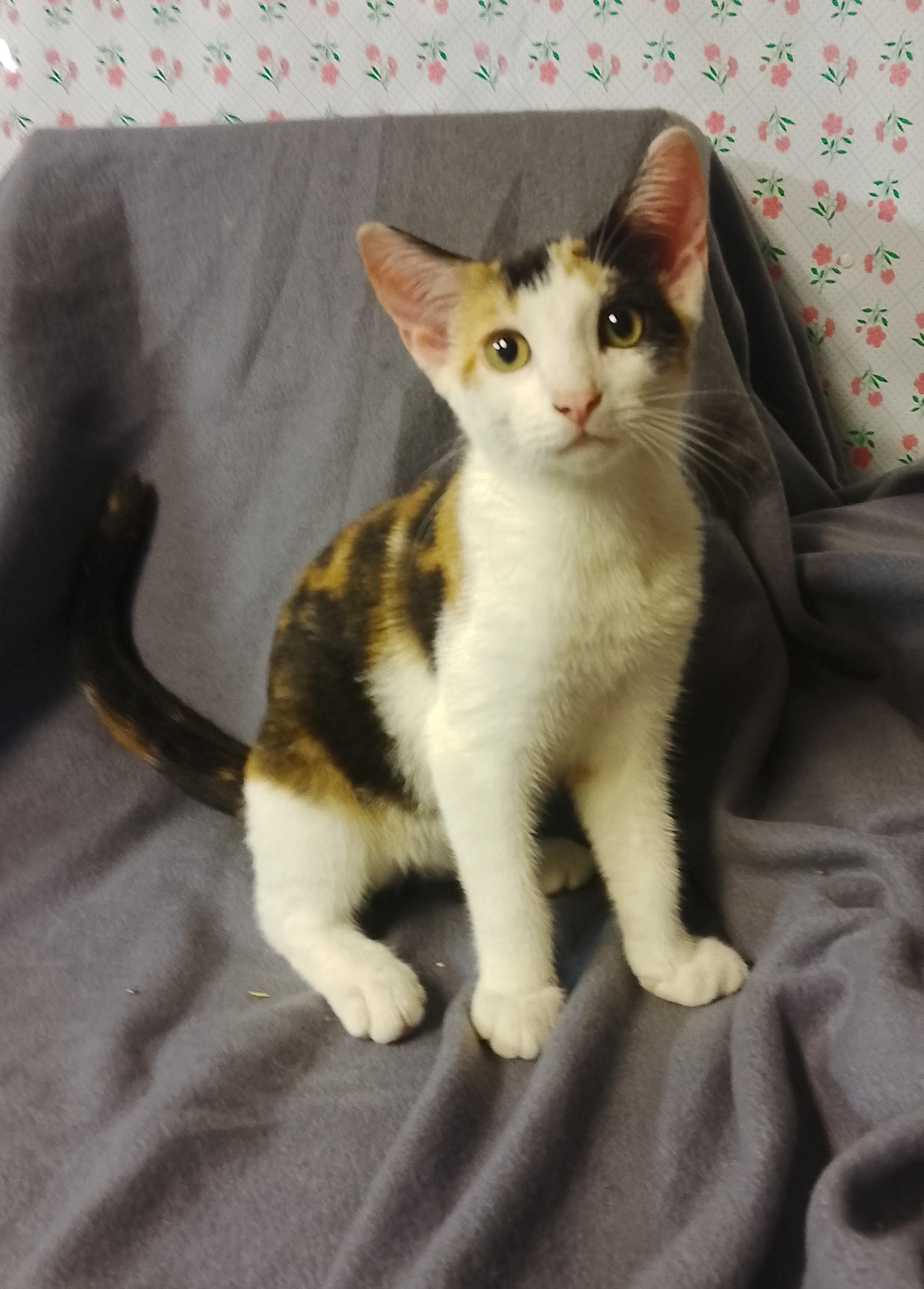 Faith 690, Adoptable, Kitten Female Domestic Short Hair.
