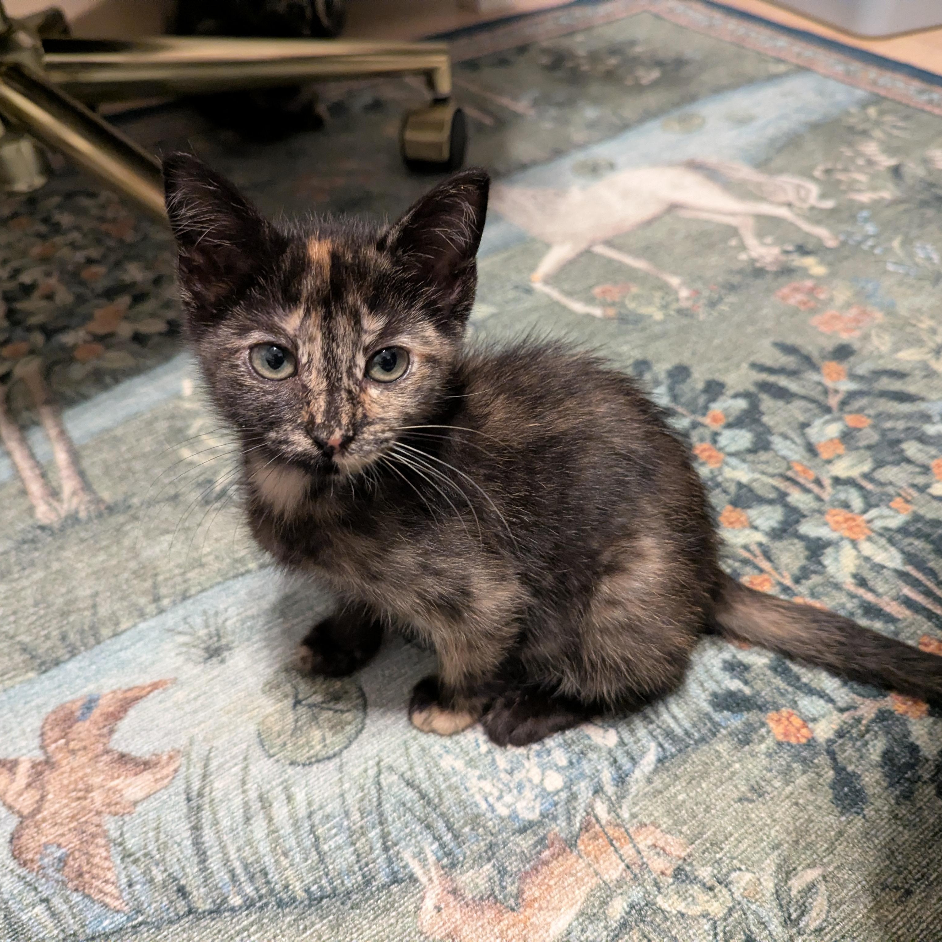 Cinnamon Roll, adoptable, Kitten Female Domestic Short Hair.