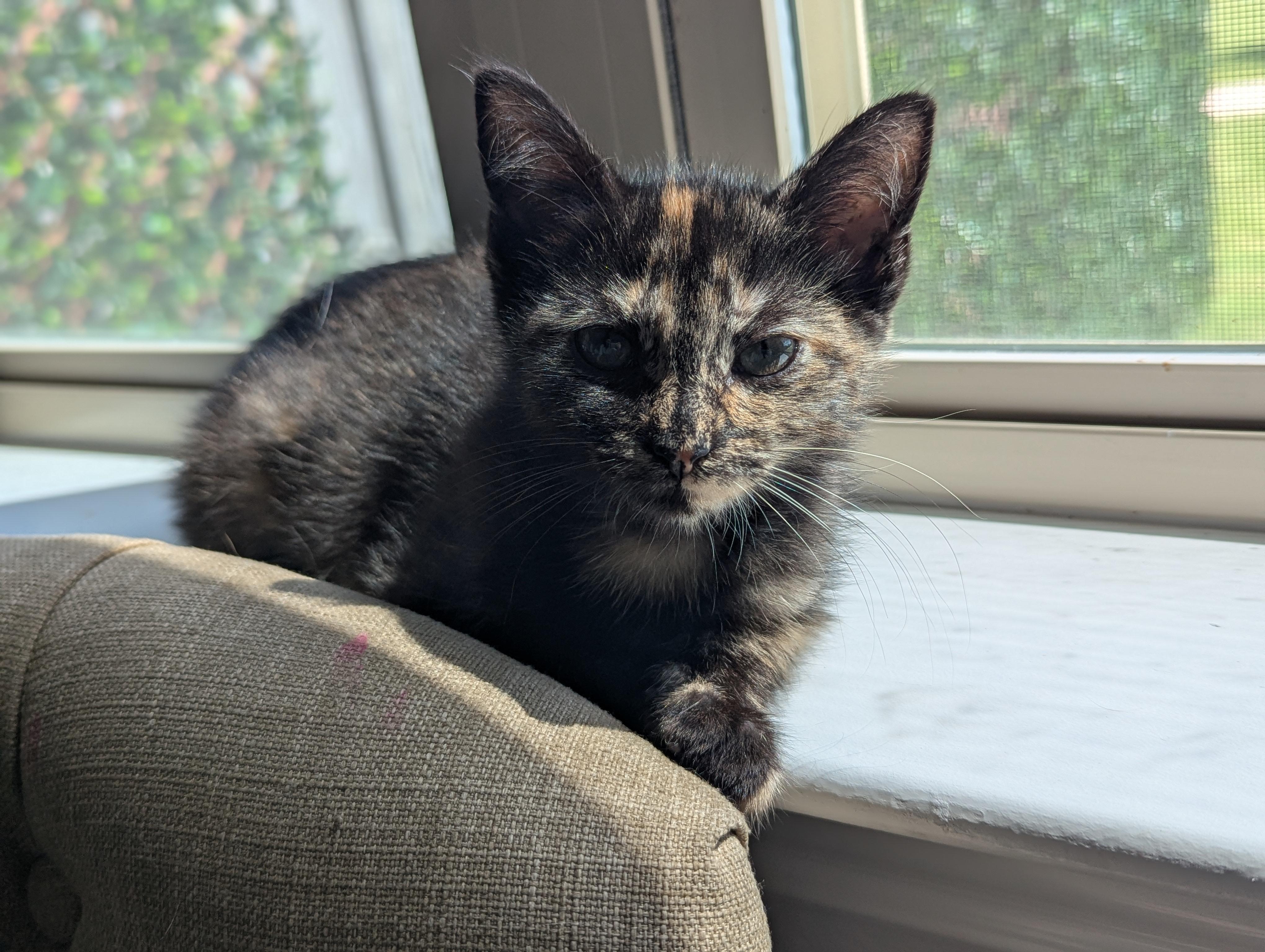 Cinnamon Roll, an adoptable Domestic Short Hair in Fort Worth, TX image 6/6