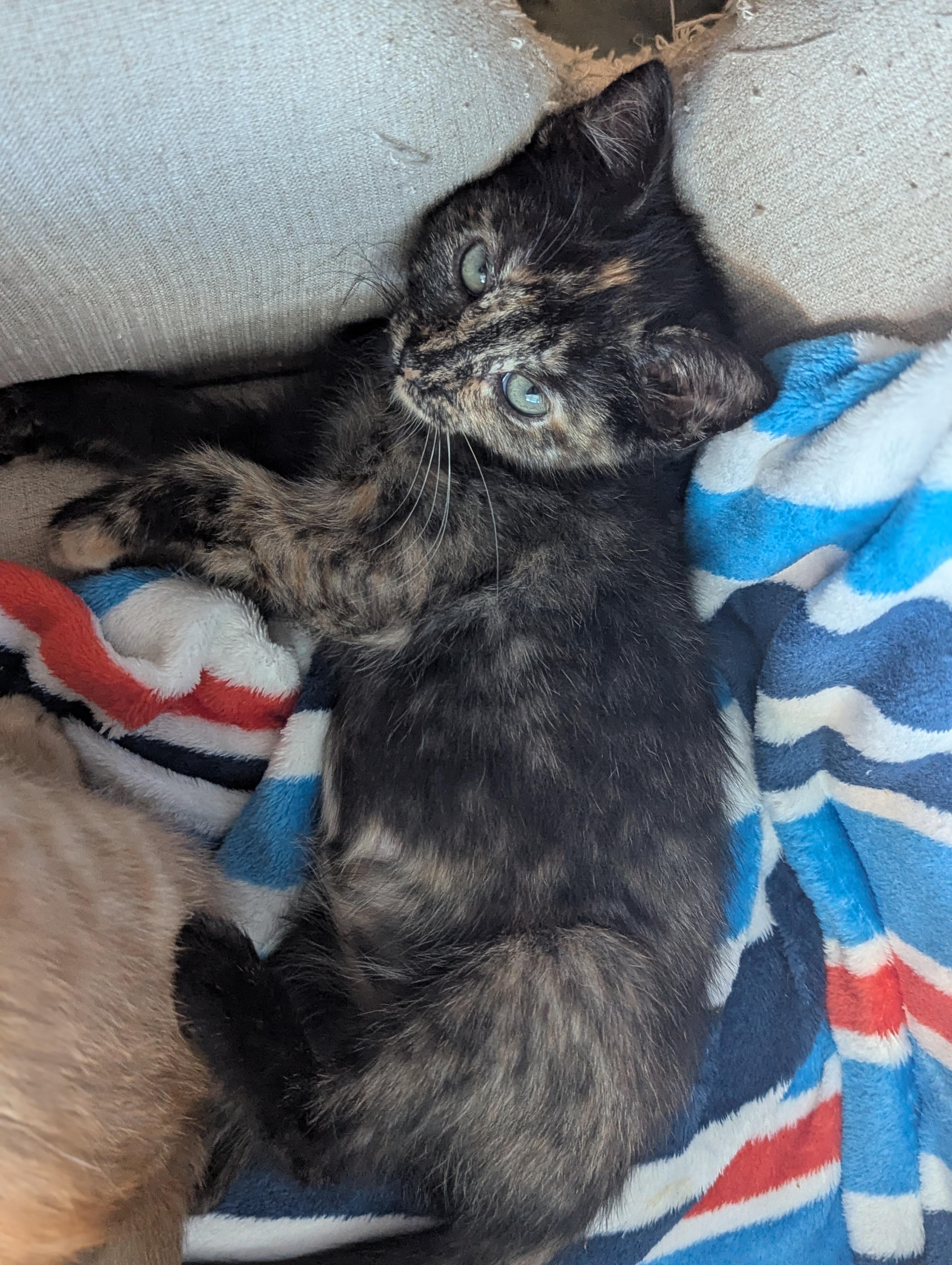 Cinnamon Roll, an adoptable Domestic Short Hair in Fort Worth, TX image 4/6