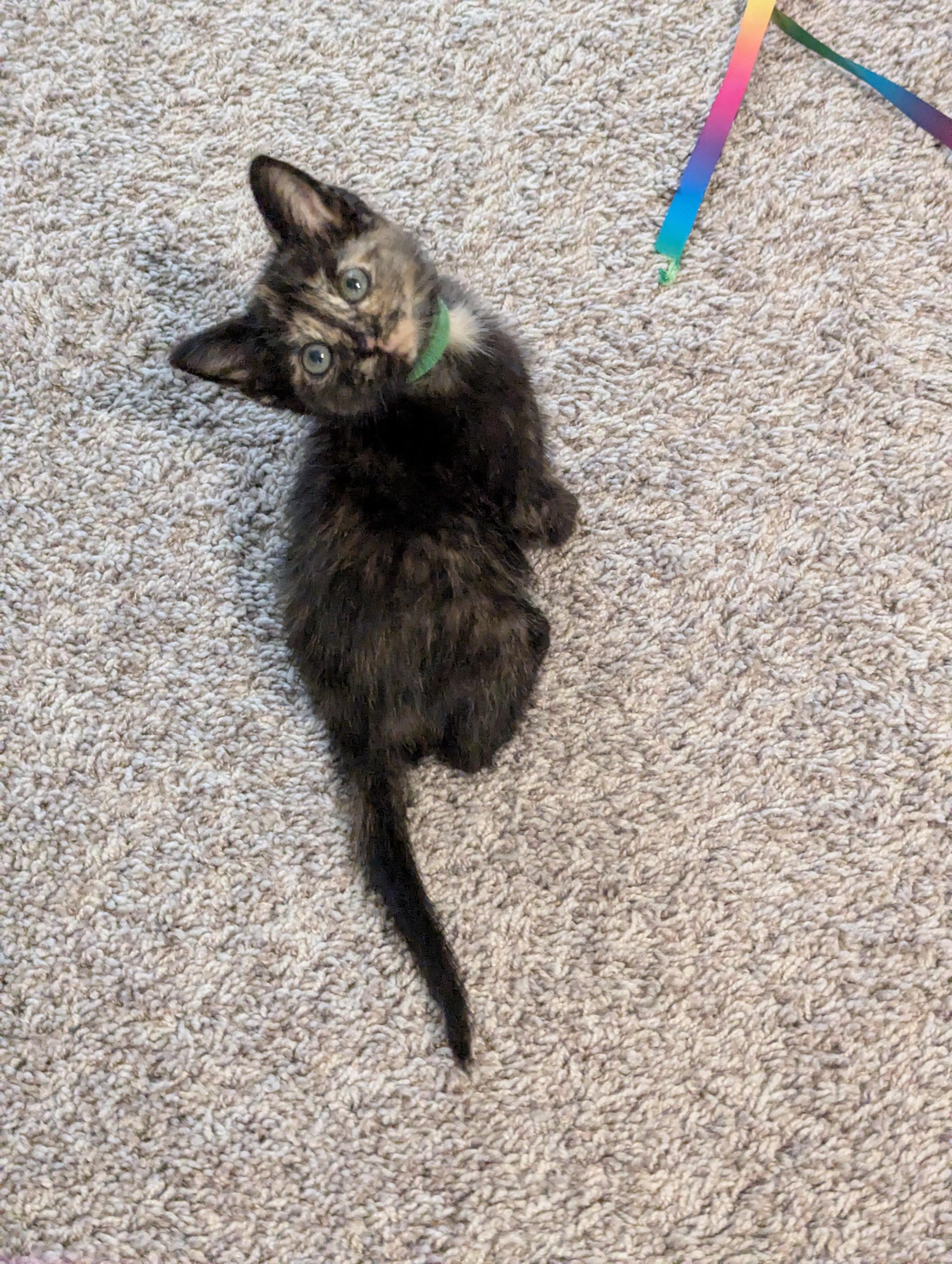 Cinnamon Roll, an adoptable Domestic Short Hair in Fort Worth, TX image 2/6