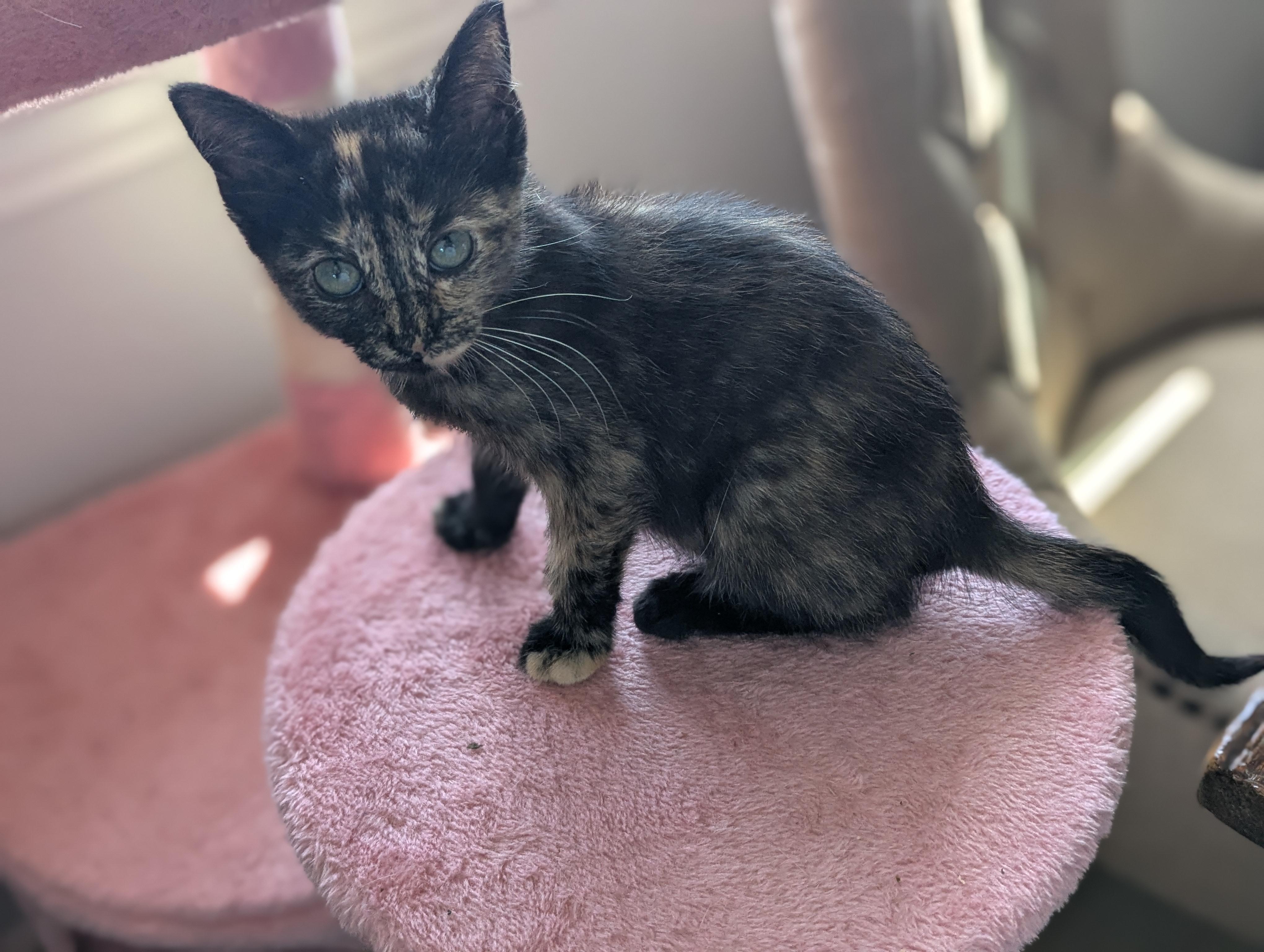 Cinnamon Roll, an adoptable Domestic Short Hair in Fort Worth, TX image 5/6