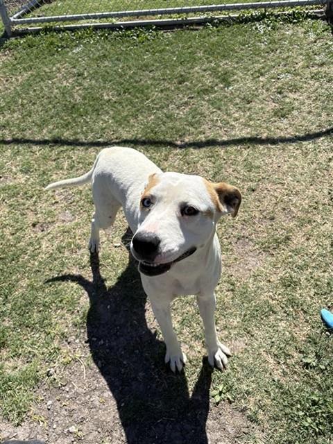 ABUELITA, Adoptable, Young Female Catahoula Leopard Dog & Parson Russell Terrier.