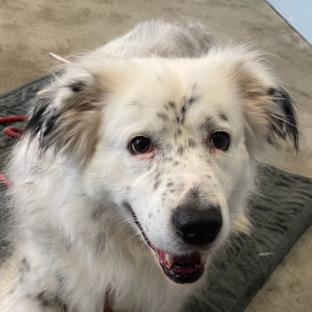 Dottie, Adoptable, Adult Female Australian Shepherd.