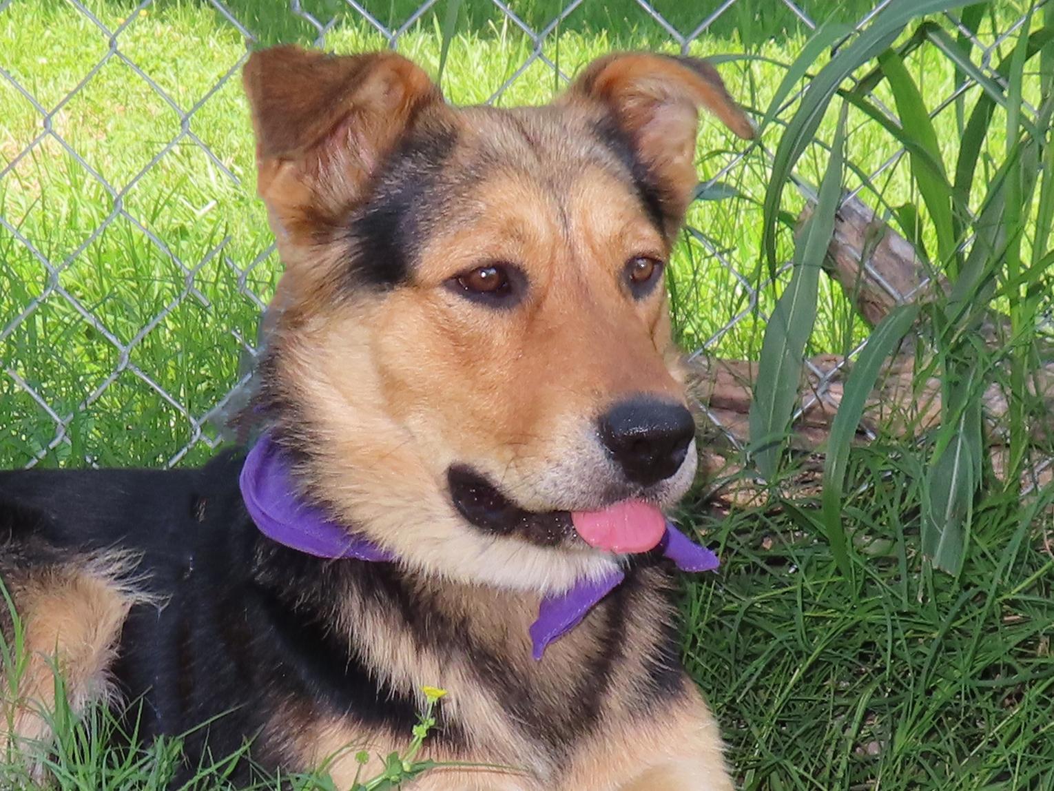Stephan, an adoptable German Shepherd Dog in St. Cloud, MN, 56301 | Photo Image 1