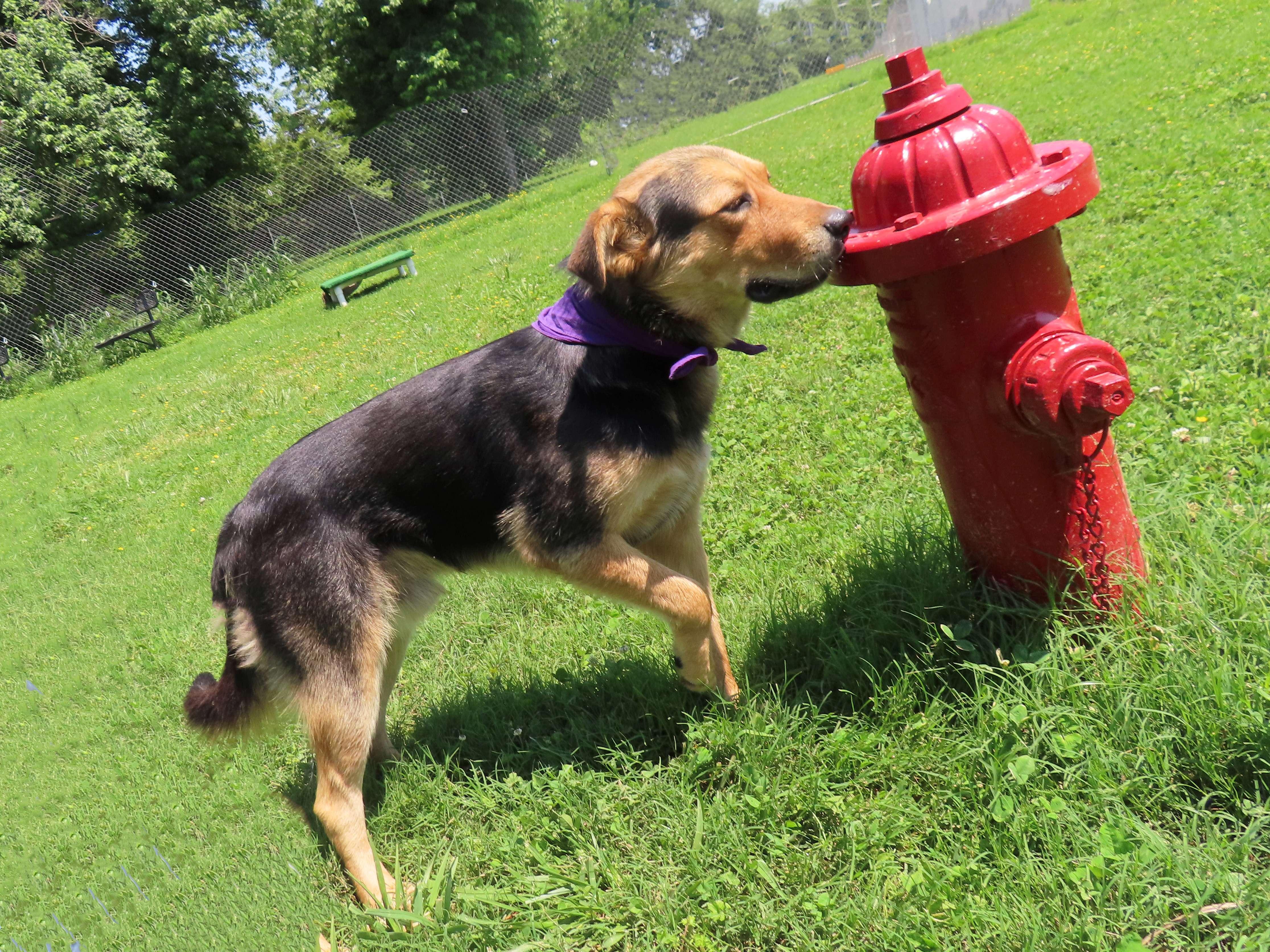 Stephan, an adoptable German Shepherd Dog in St. Cloud, MN, 56301 | Photo Image 5